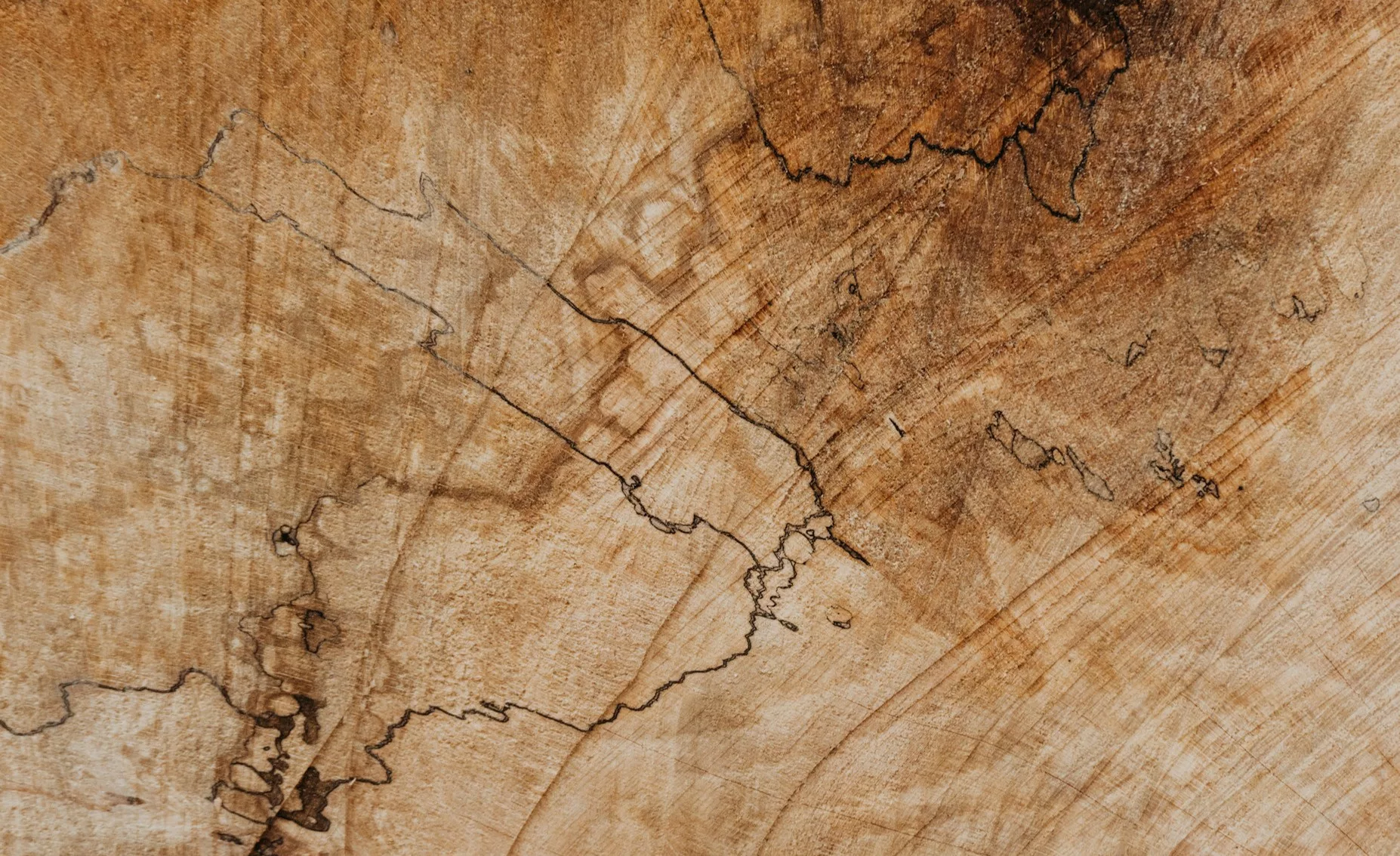 Cross-section of a tree trunk: growth rings and cracks in pale wood mottled with brown.