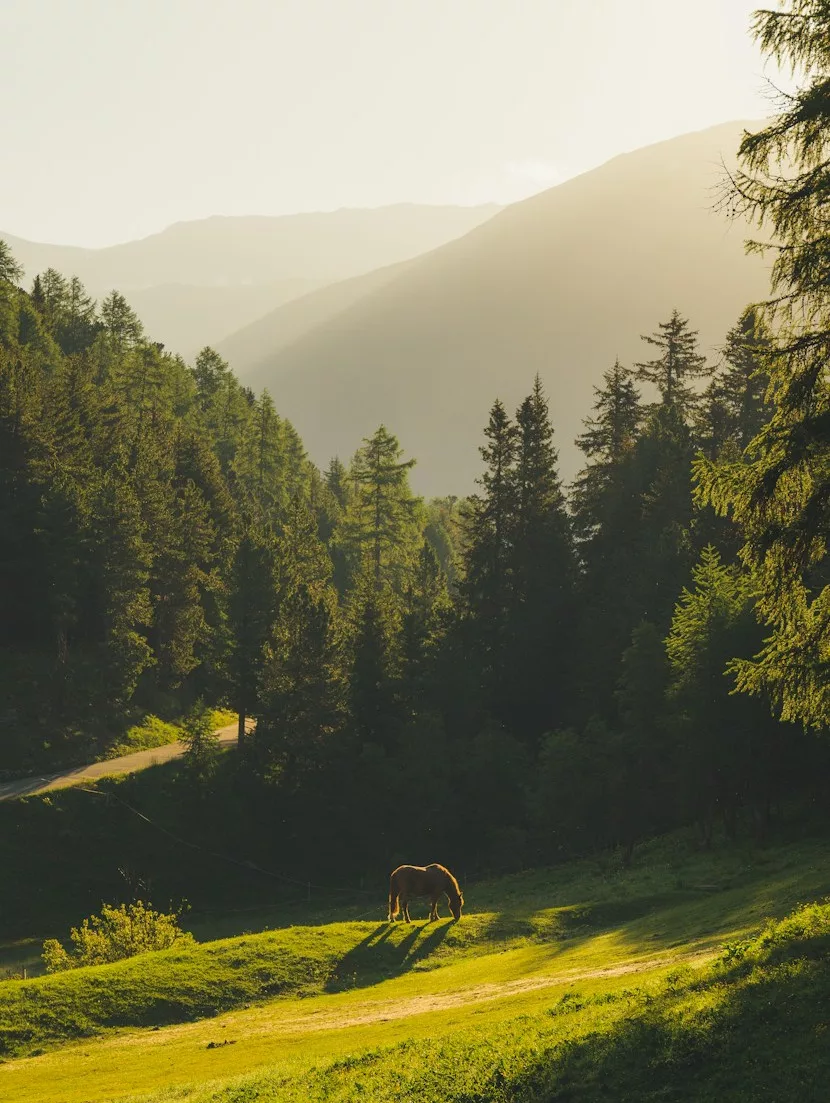 A horse grazing in a mountain meadow below a fir forest, in the evening light.